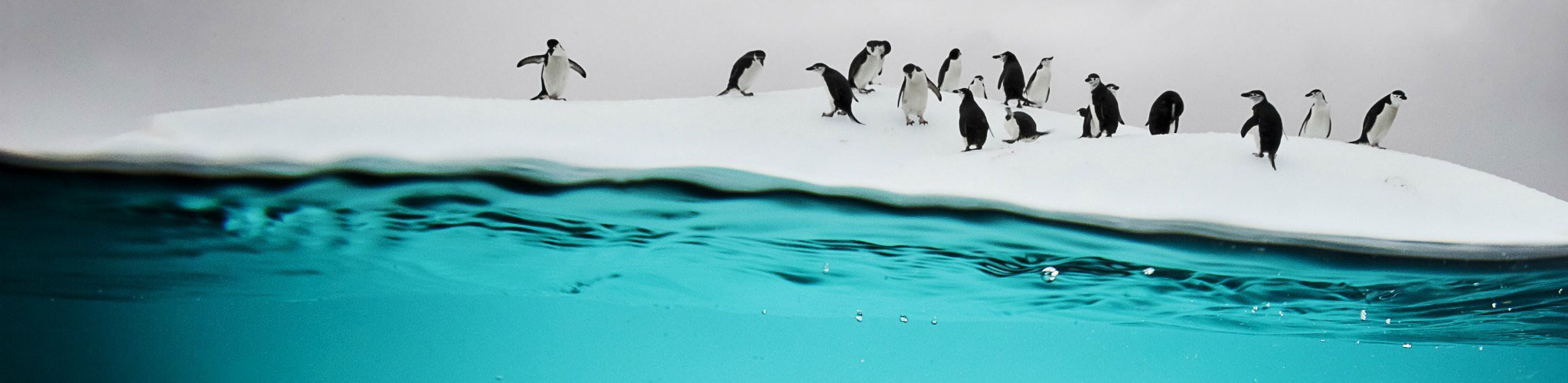 antarctic-underwater-penguins-iceberg-swimming-banner – Korey Snider ...